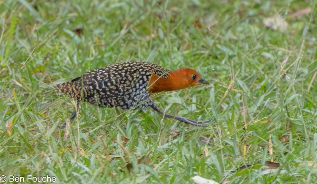 Buff-spotted Fluftail