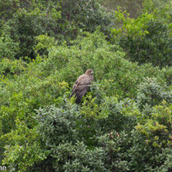 Jackal Buzzard