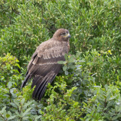 Jackal Buzzard Juvenile Garden Route South Africa