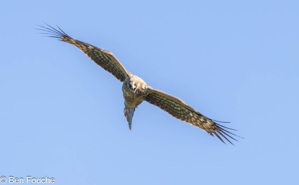 Juvenile Gymnogene Bird in Flight Garden Route South Africa