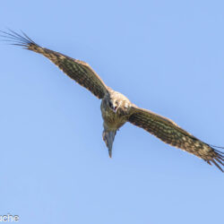 Juvenile Gymnogene Bird in Flight Garden Route South Africa