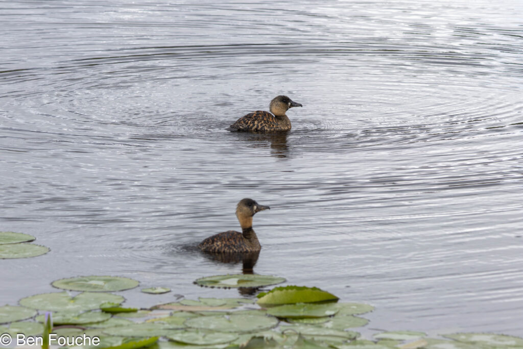 White-backed Ducks