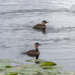 White-backed Ducks
