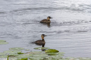 White-backed Ducks