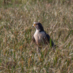 IMG_8374-3 – Copy