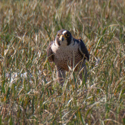 IMG_8383-2 – Copy