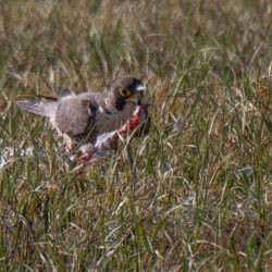 IMG_8394-2 – Copy
