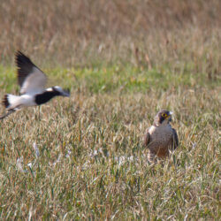 IMG_8404-2 – Copy