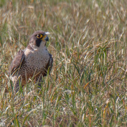IMG_8414 – Copy