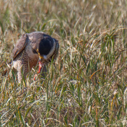 IMG_8418-2 – Copy