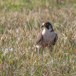 IMG_8421-2 – Copy