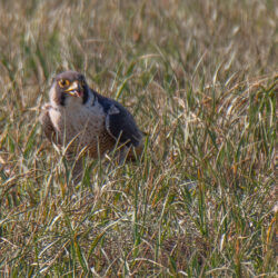 IMG_8457 – Copy