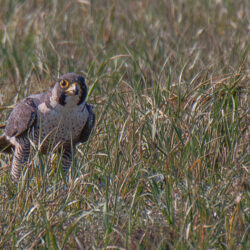 IMG_8474 – Copy