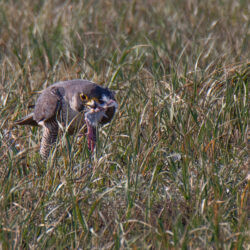 IMG_8482 – Copy