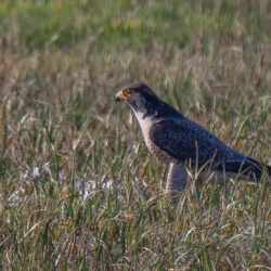 IMG_8508 – Copy