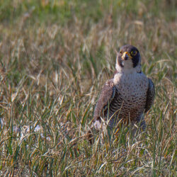 IMG_8520 – Copy