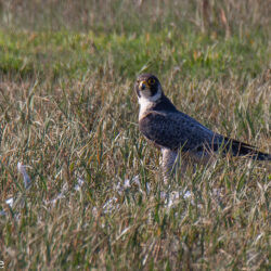 IMG_8540 – Copy
