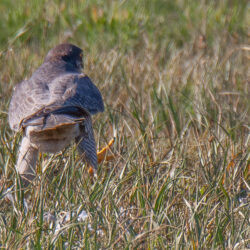 IMG_8546 – Copy