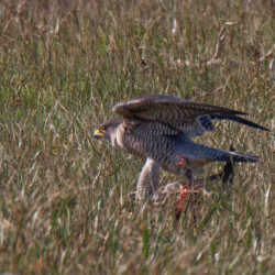 IMG_8570 – Copy