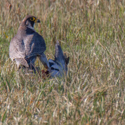 IMG_8579-2 – Copy