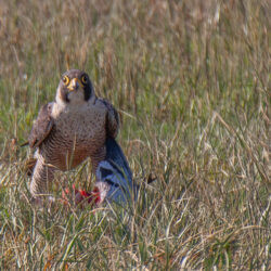 IMG_8592-2 – Copy