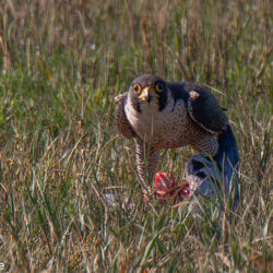 IMG_8631 – Copy
