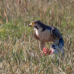 IMG_8636 – Copy