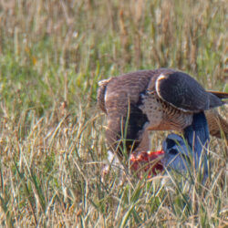 IMG_8640 – Copy