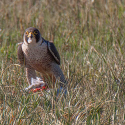 IMG_8647 – Copy