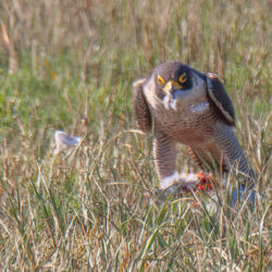 IMG_8653 – Copy