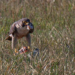 IMG_8669 – Copy