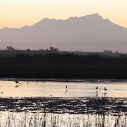 Herons and Egrets Garden Route