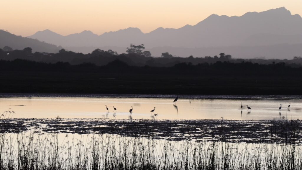 Herons and Egrets Garden Route