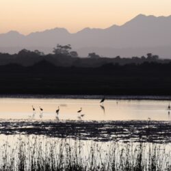 Herons and Egrets Garden Route
