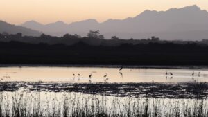 Herons and Egrets Garden Route