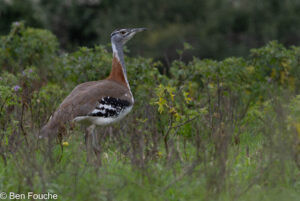 Denham's Bustard