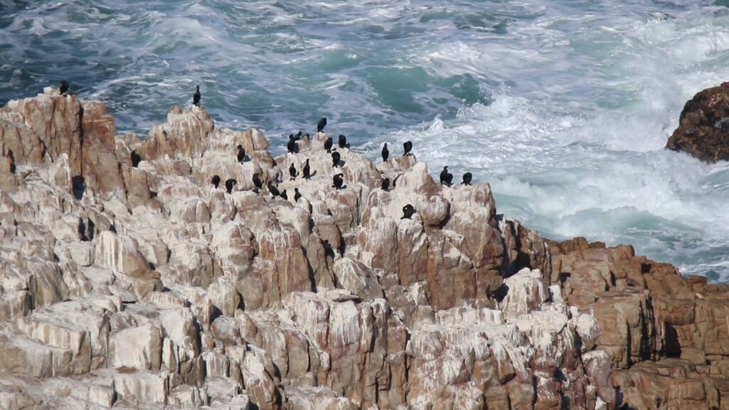 Cape Cormorants Garden Route Cape Cormorants Garden Route